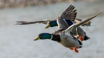 Ducks and other North American waterfowl are faring surprisingly well