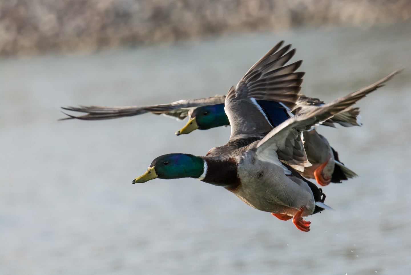 Freshwater waterfowl was the lone bright spot in the new conservation study.