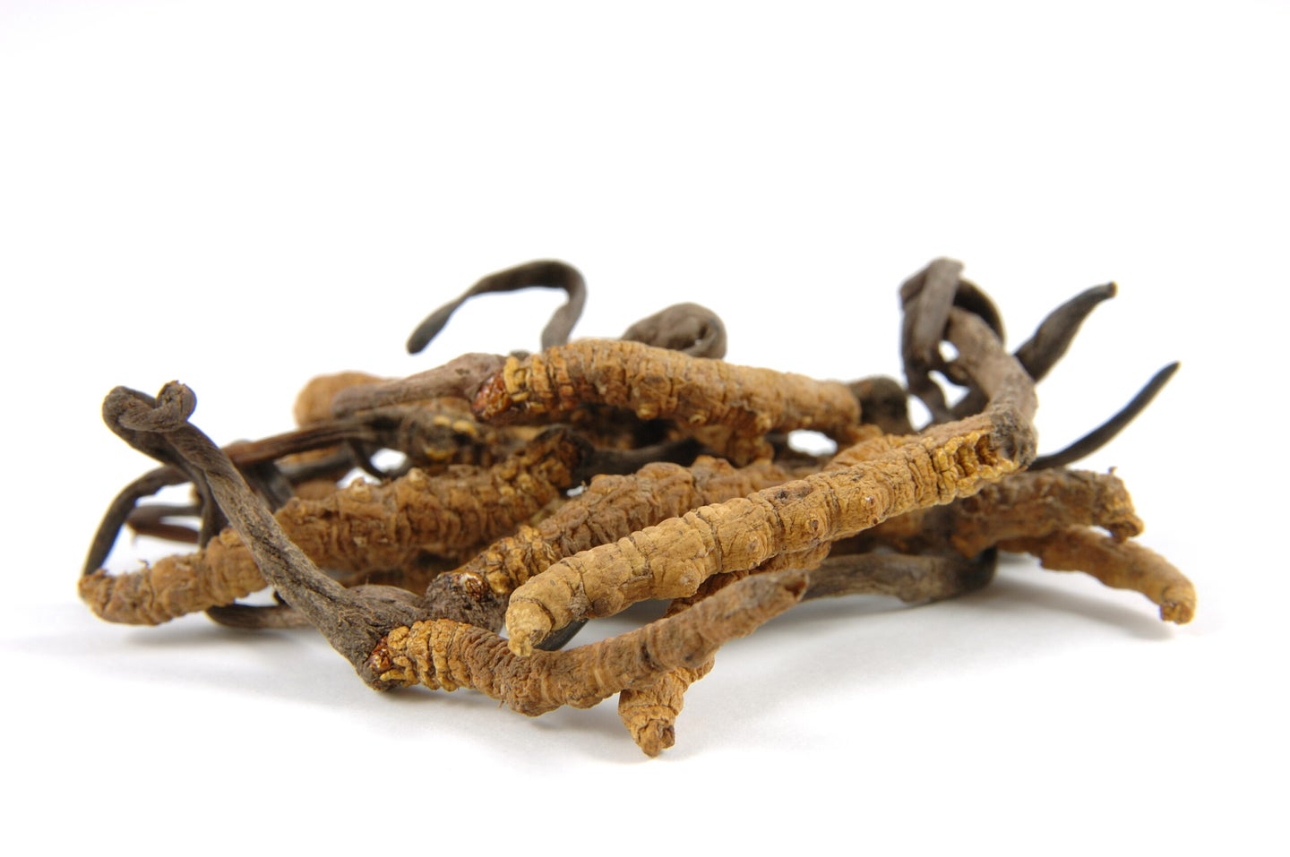 A compound derived from the Cordyceps fungus may have antiviral or antitumor properties.