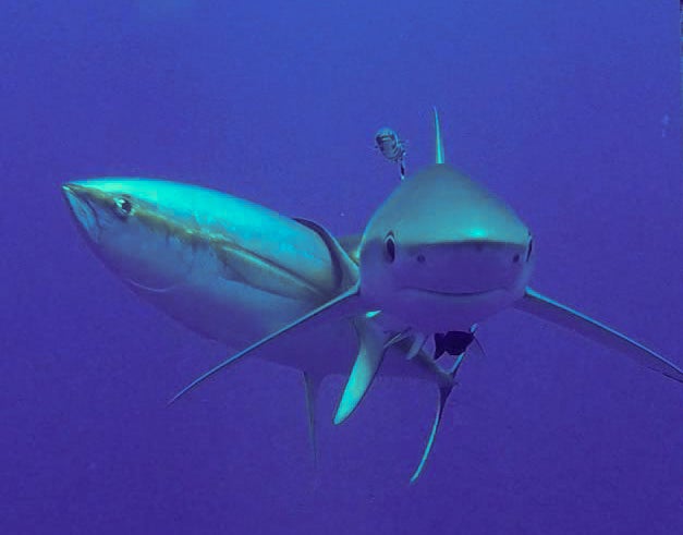Itchy fish use sharks as swimming scratching posts