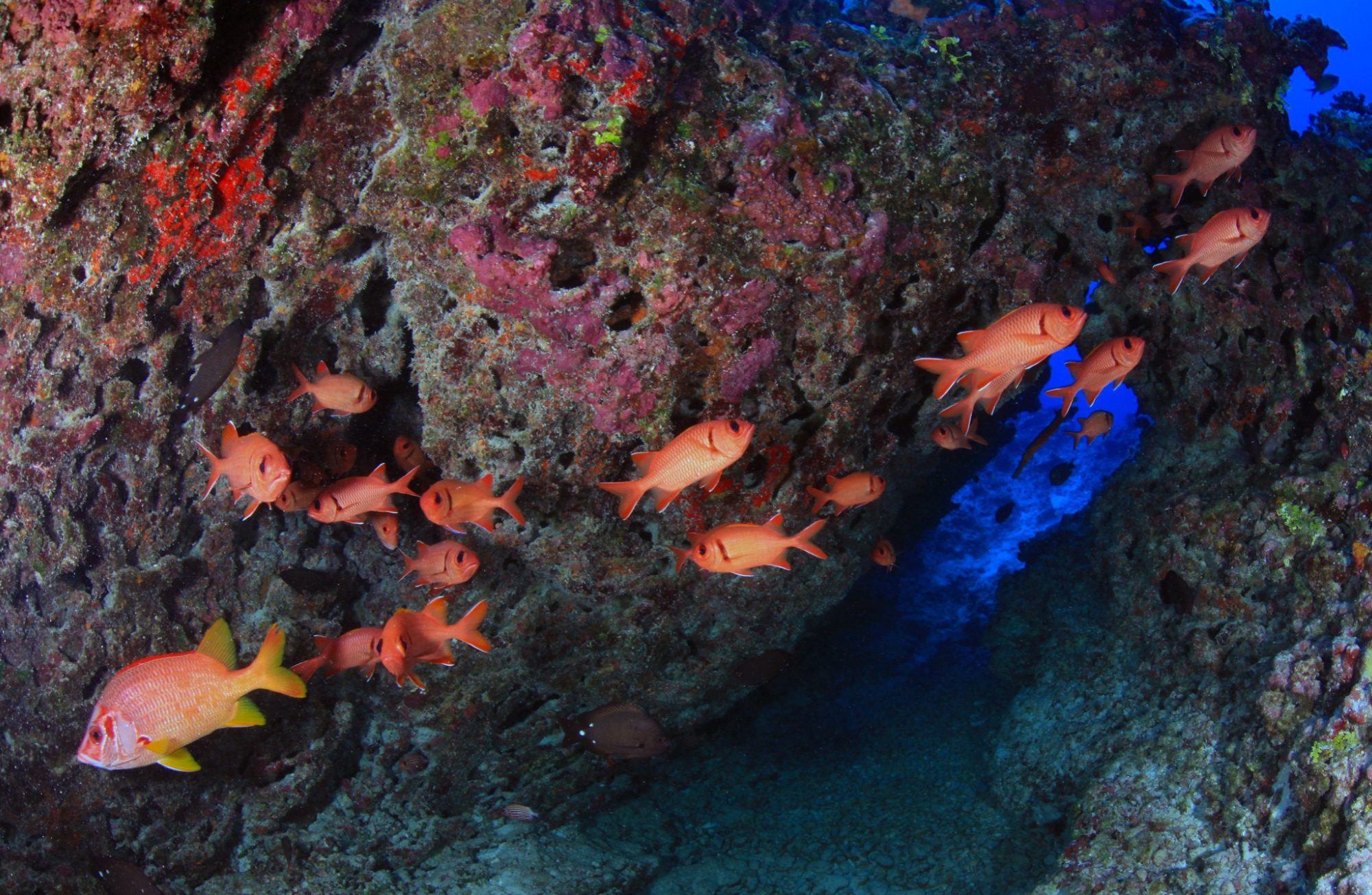 Multicolored soldierfish swimming past a reef