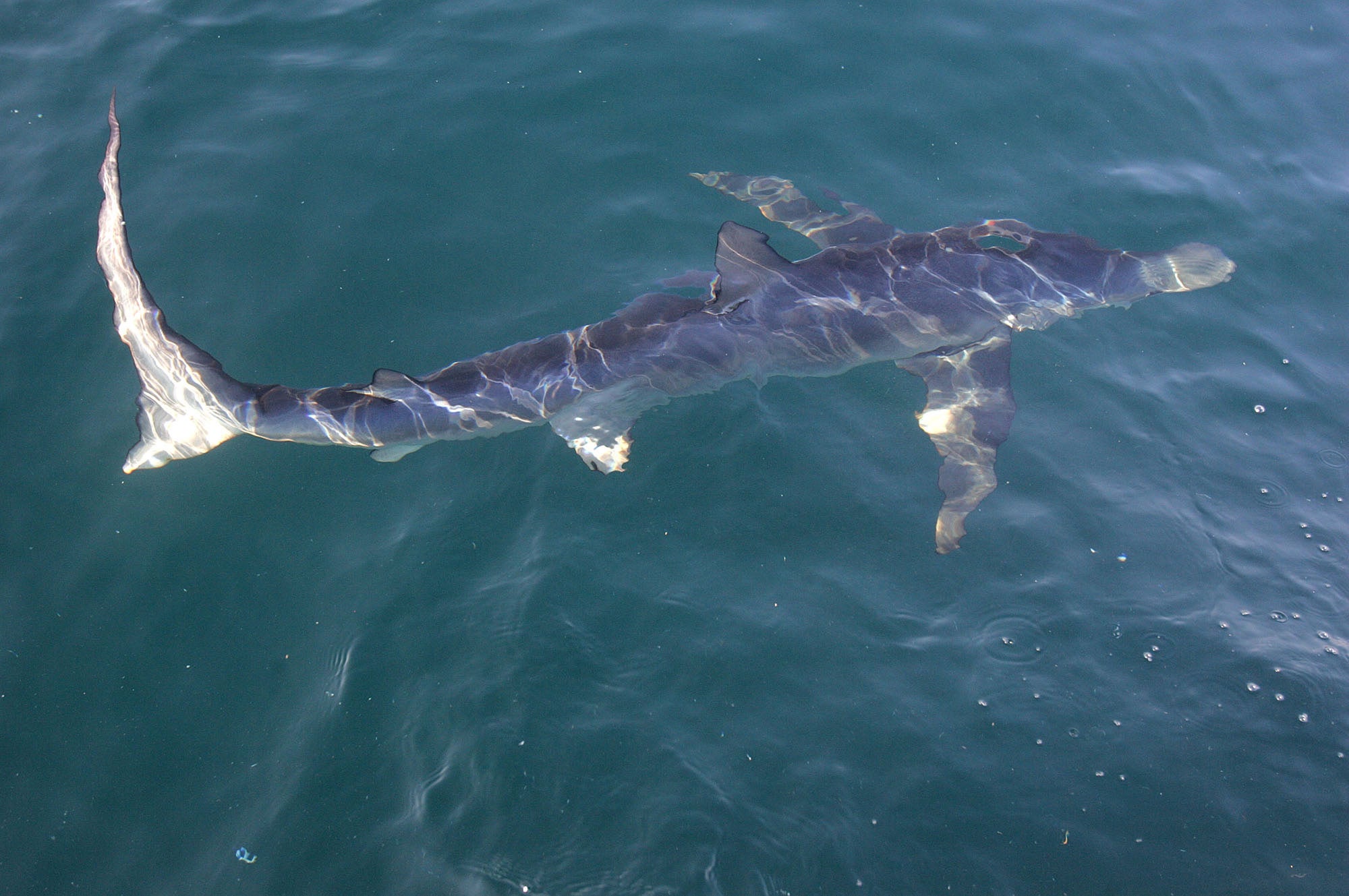 Los peces que pican usan tiburones para rascarse