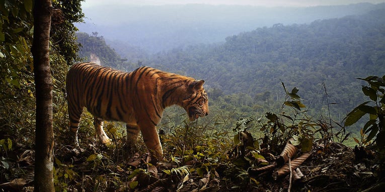 Some of Asia’s iconic wildlife doesn’t seem to mind human encroachment