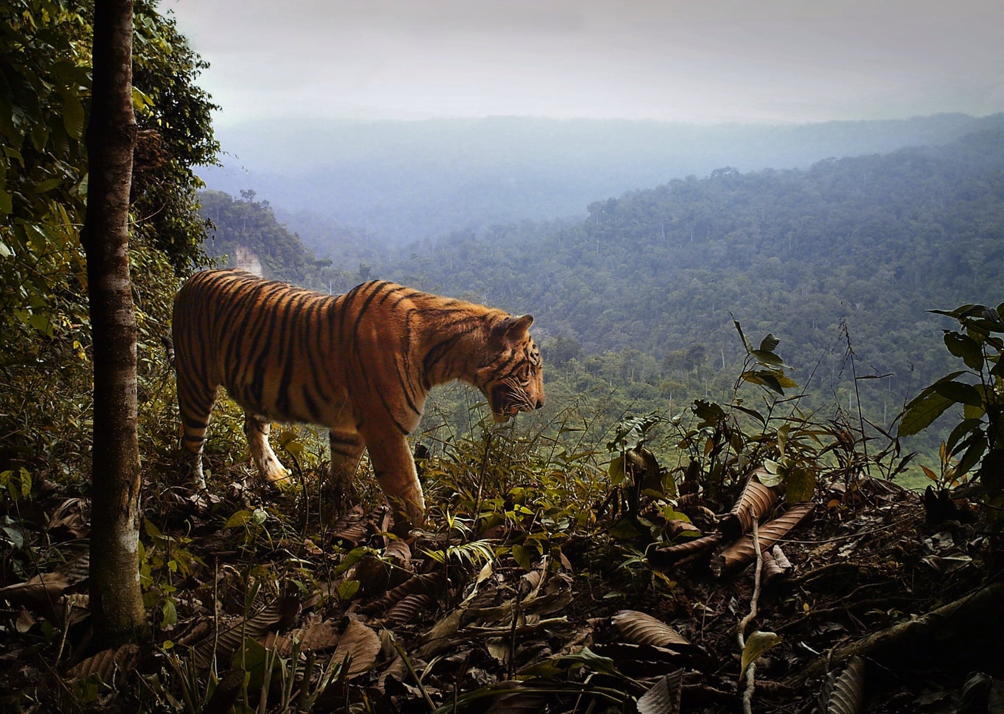 A Sumatra tiger in the jungle