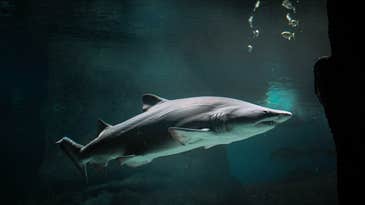 Shark skin is nearly impossible to engineer. A 3D look shows why.