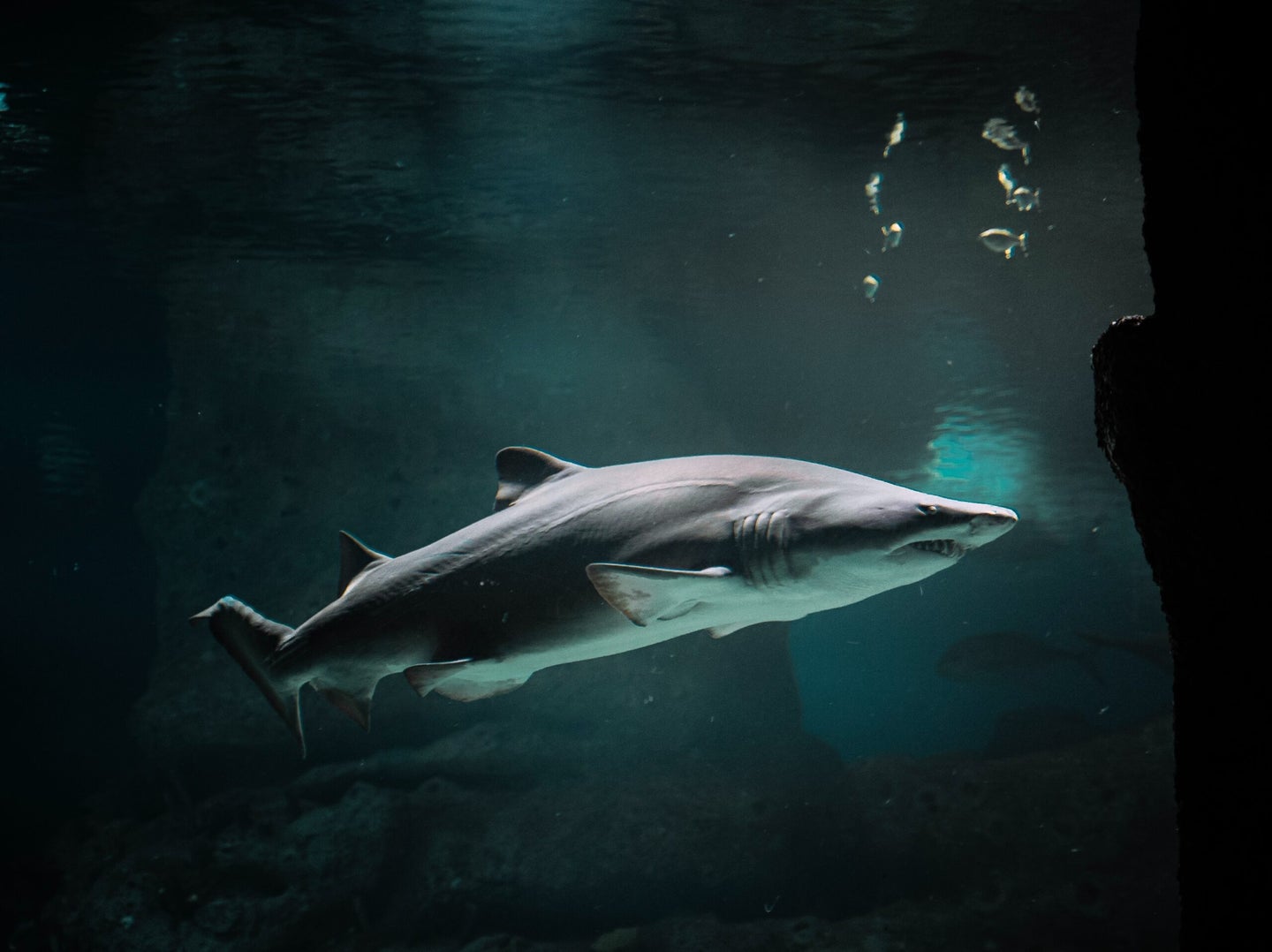 Medium-sized shark swimming through dark waters
