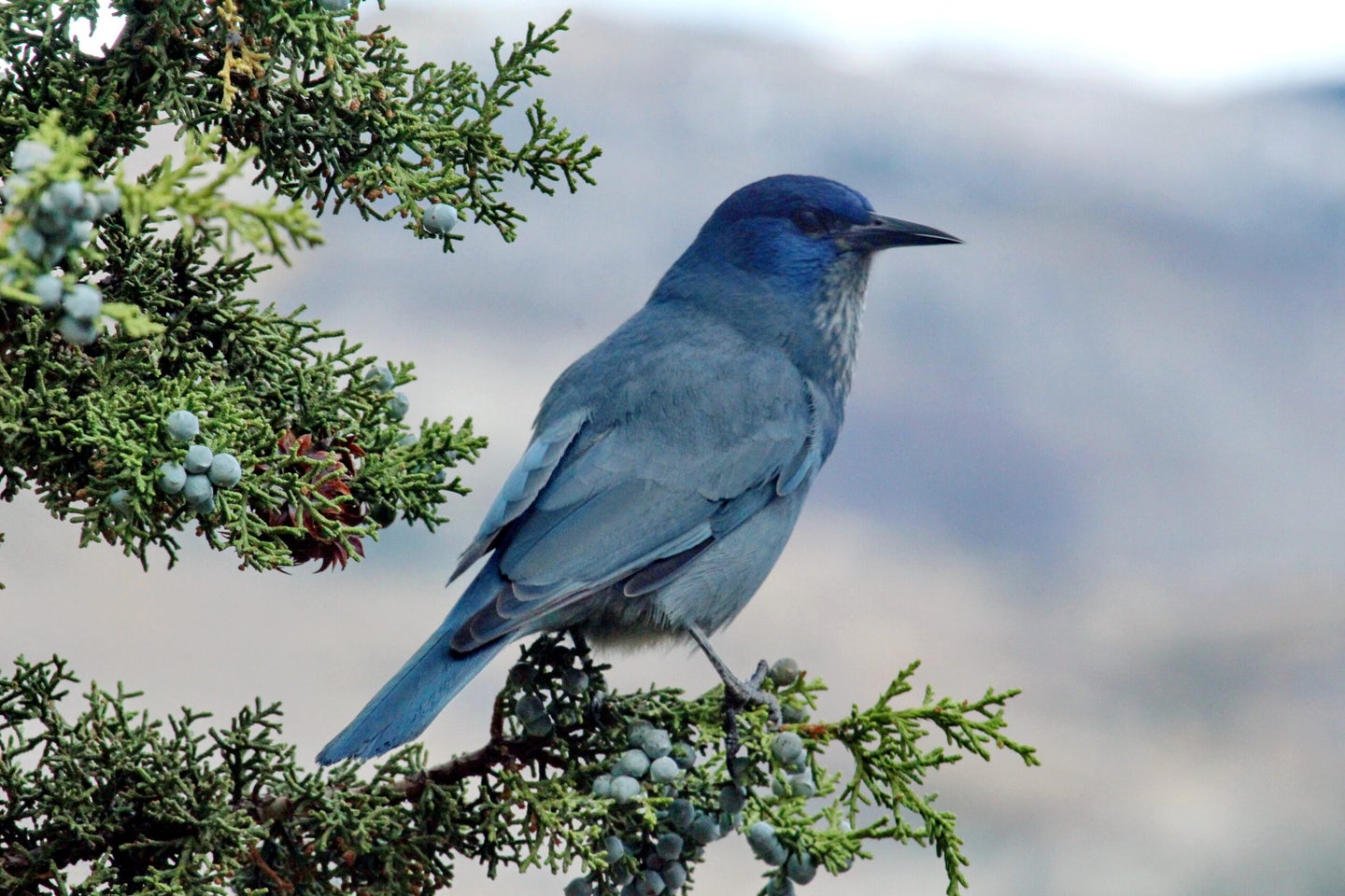 The pinyon jay is considered a keystone species.