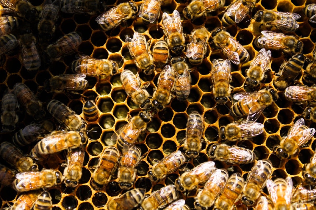 a closeup of honeybees on honeycomb
