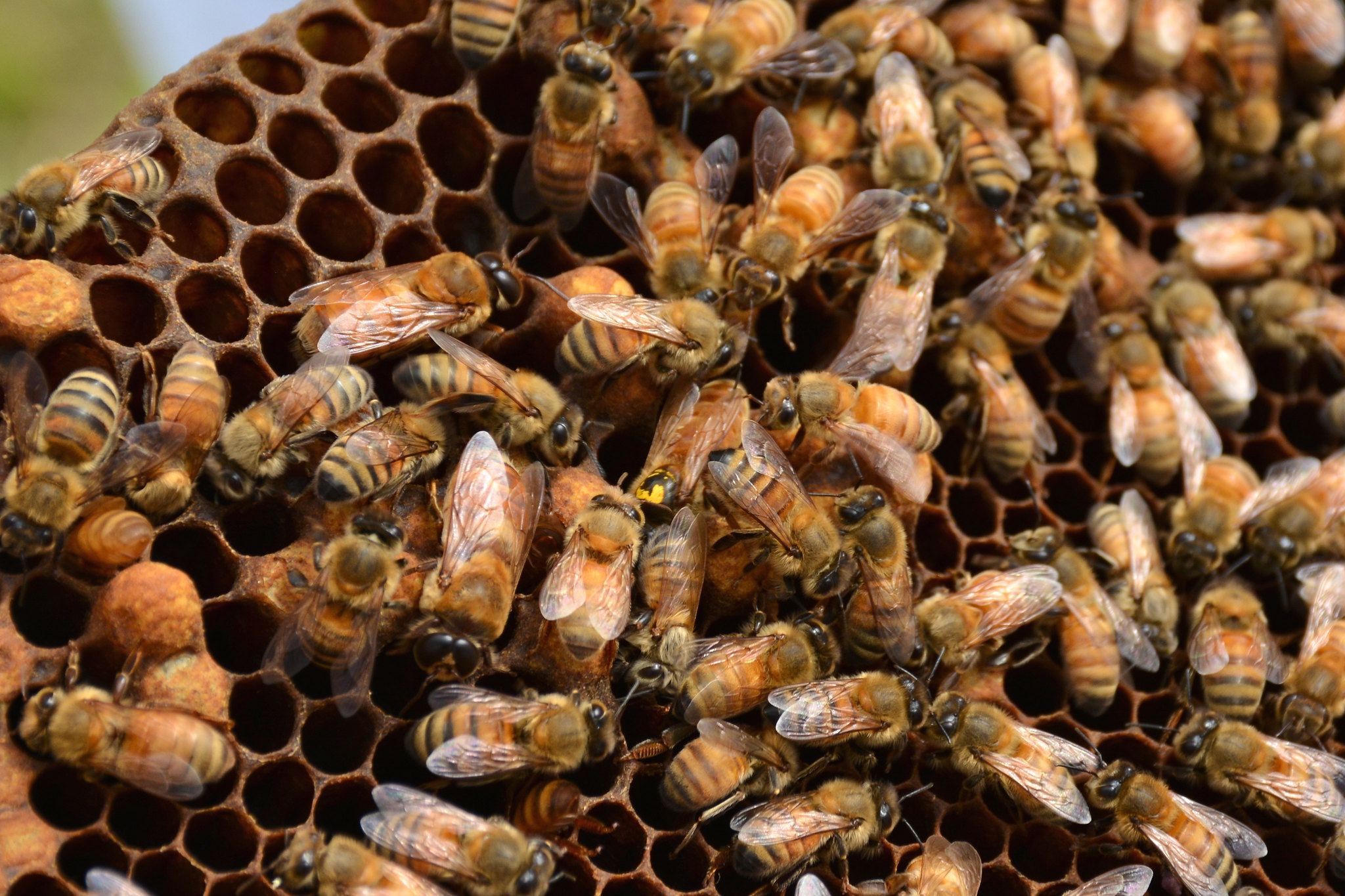 A swarm of honeybees can have the same electrical charge as a storm cloud