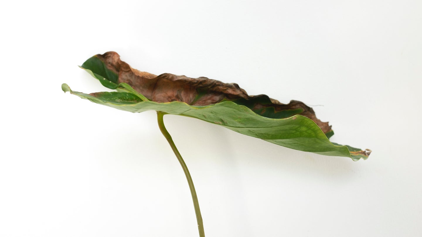 A single large leaf, with some crinkly, brown edges that may be indicative of a nutrient deficiency.