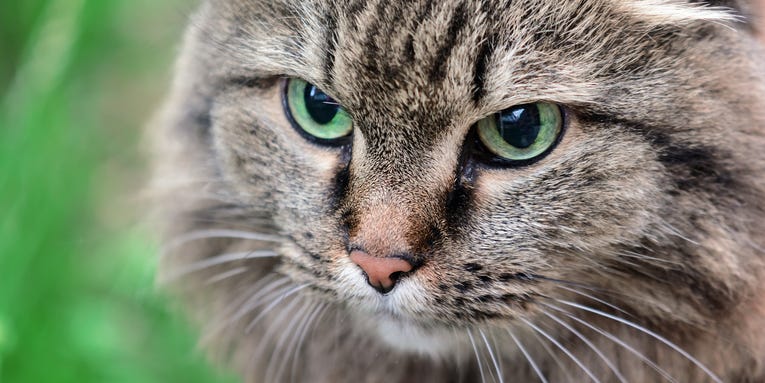 Your cat probably knows when you’re talking to it