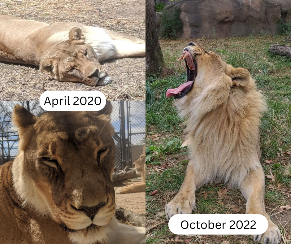 three images of the same lioness in april 2020 and then in october 2022. in 2020 she does not have a mane and then in 2022 she does