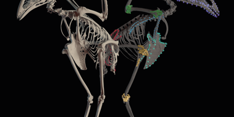 Birds are so specialized to their homes, it shows in their bones