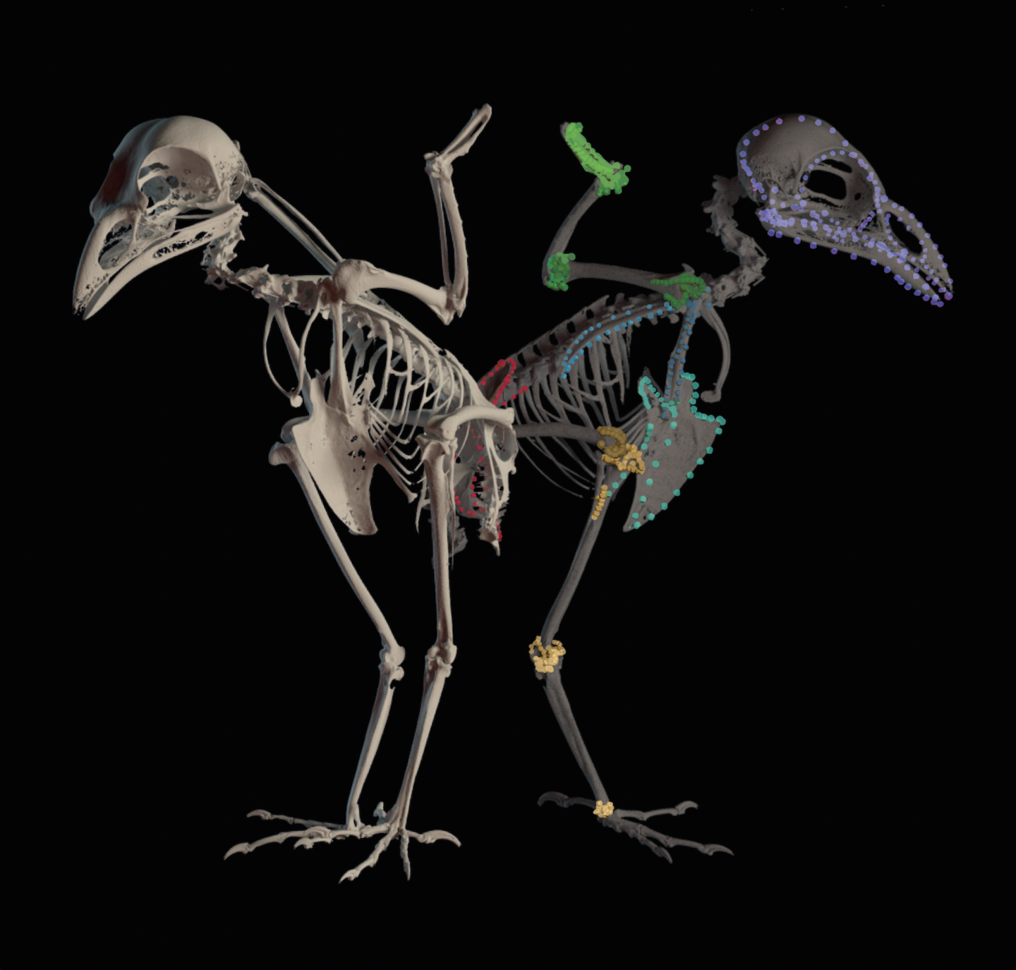 3D bird skeletons