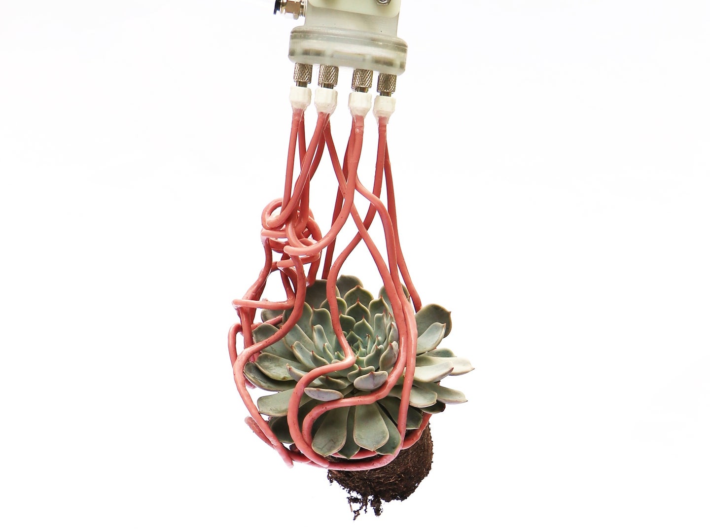 Harvard robotic arm with tentacle filaments gripping succulent plant