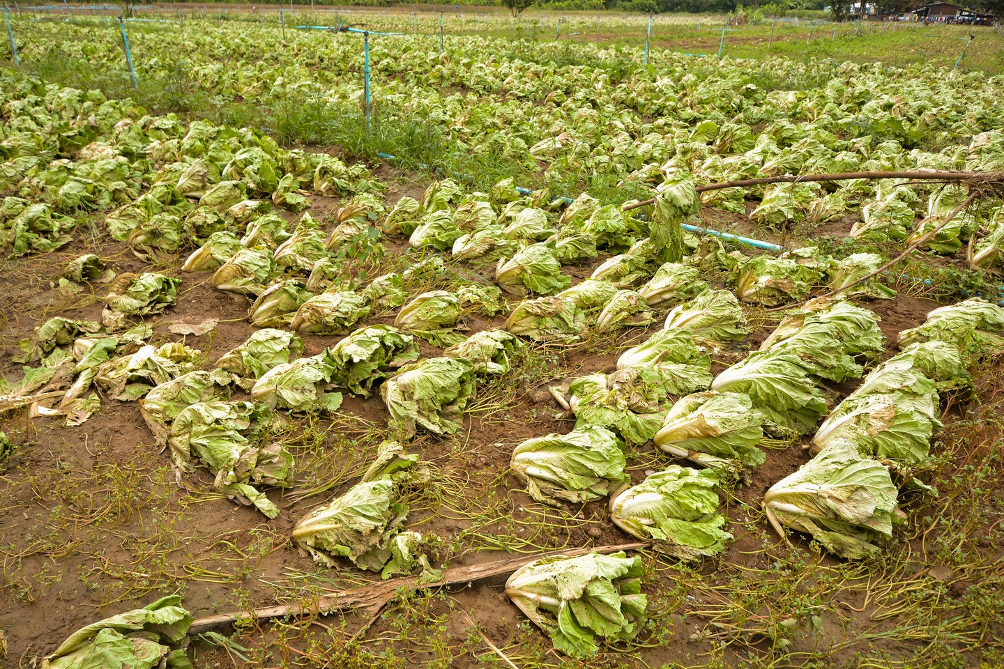 Cabbage destroyed by flooding