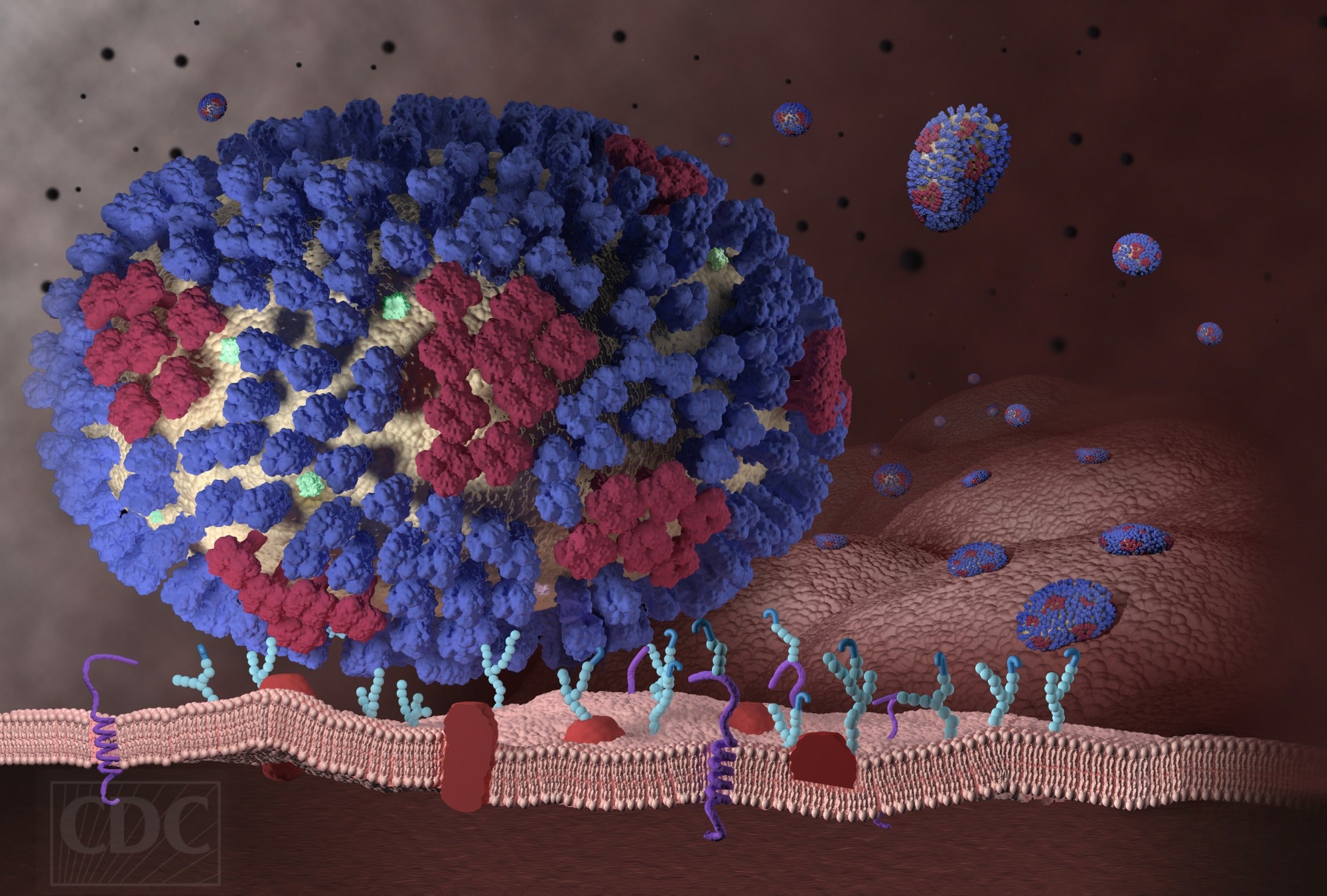 La gripe y el RSV crean un virus híbrido en condiciones de laboratorio