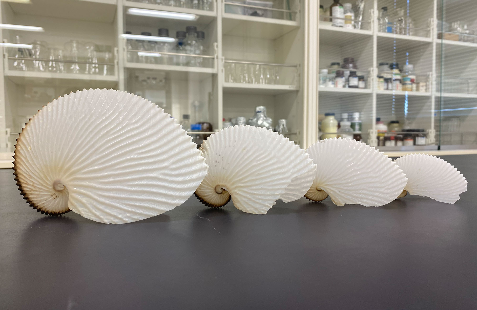 varying sizes of argonaut egg cases are lined up