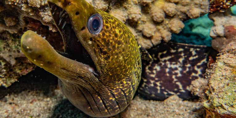 Unraveling the mystery of eel sex