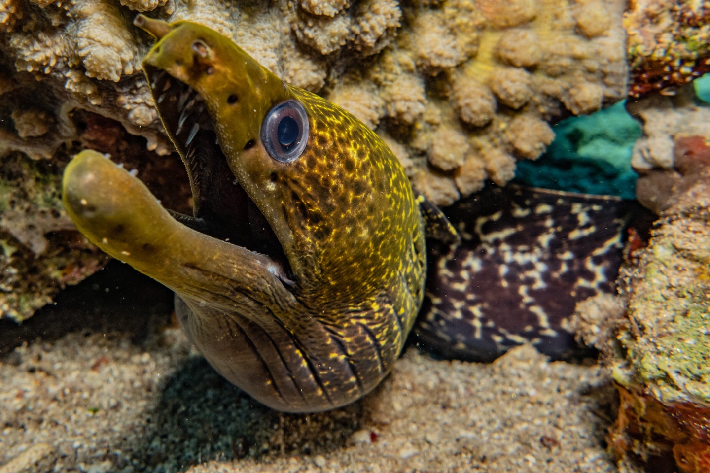 Reproduction habits of eels are still a mystery to researchers.