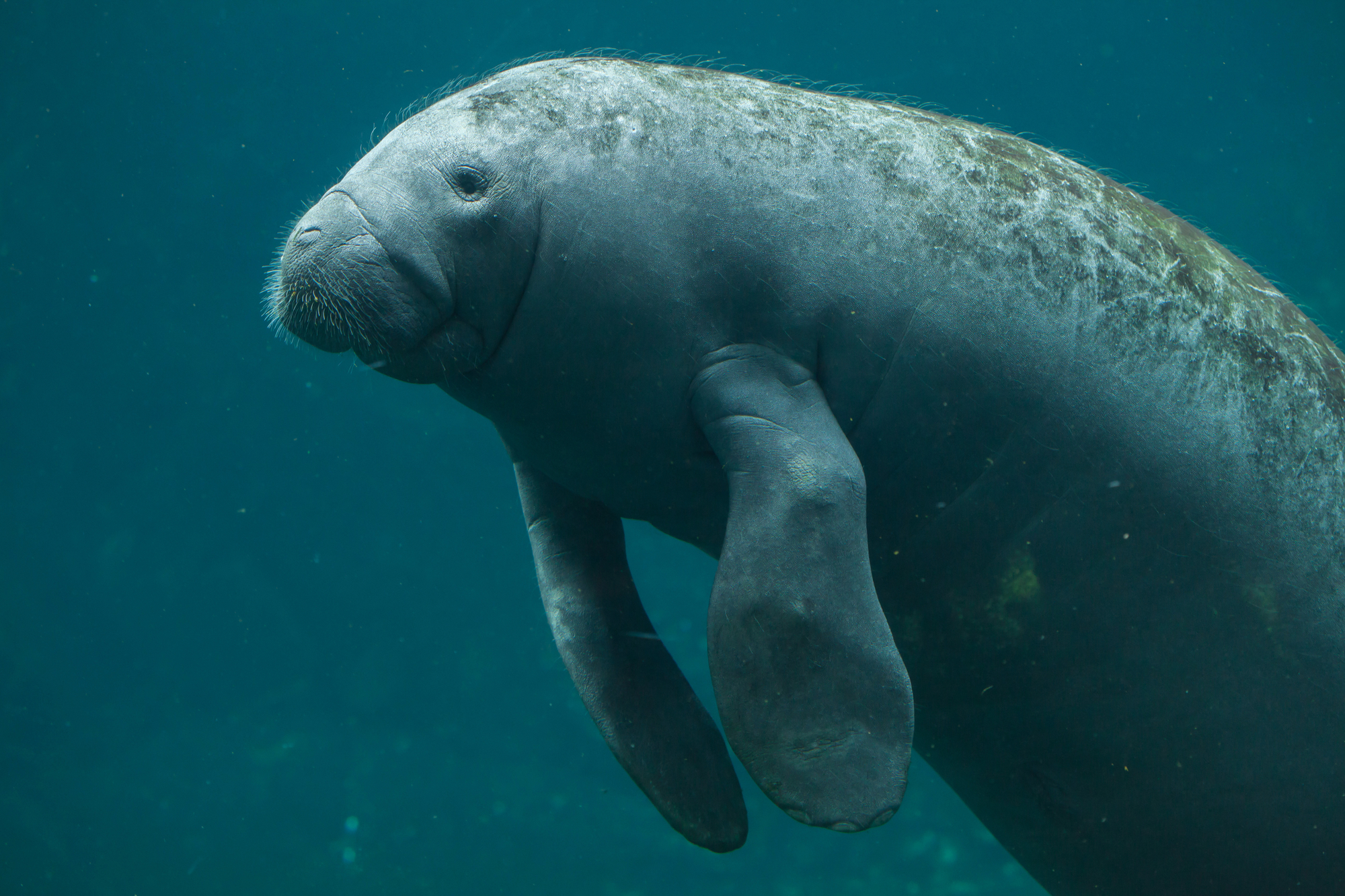 These now-extinct whales were kind of like manatees