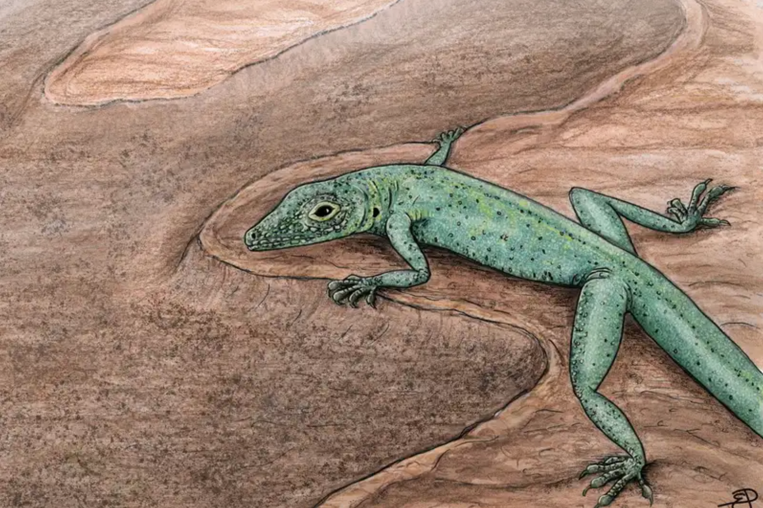 A Scottish fossil is helping scientists fill the gaps in the lizard family tree thumbnail