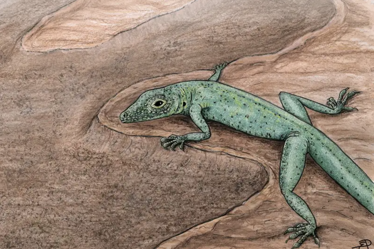 A Scottish fossil is helping scientists fill the gaps in the lizard family tree