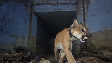Mountain lions in Los Angeles face the heat of worsening wildfires