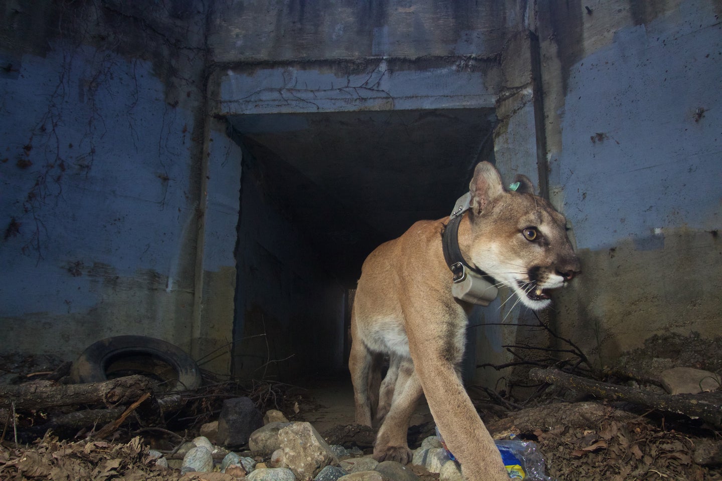 A mountain lion uses an underpass to avoid crossing a road in Los Angeles.