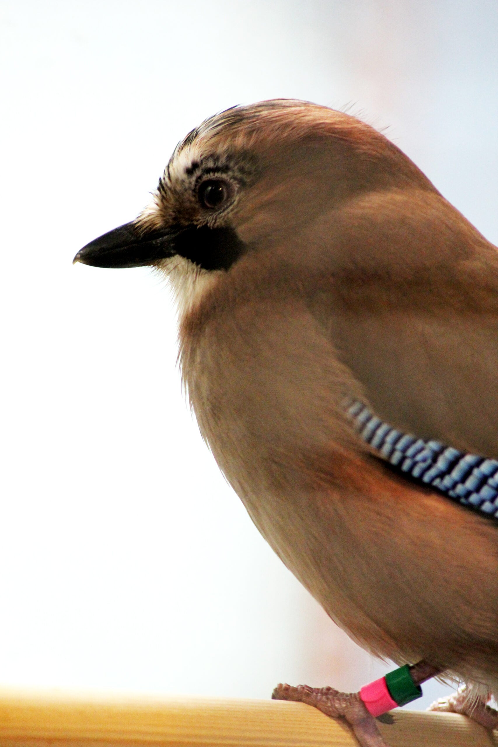 JayLo, a Eurasian jay who could ignore the bread and cheese for over five minutes.