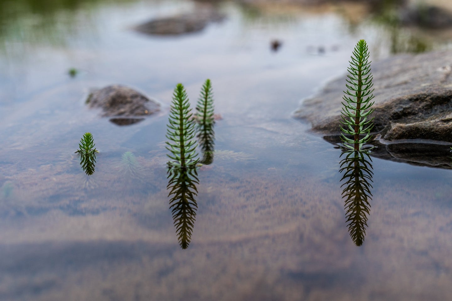 Tiny conifer plants growing out of the Sheenjek River in the Arctic National Wildlife Refuge