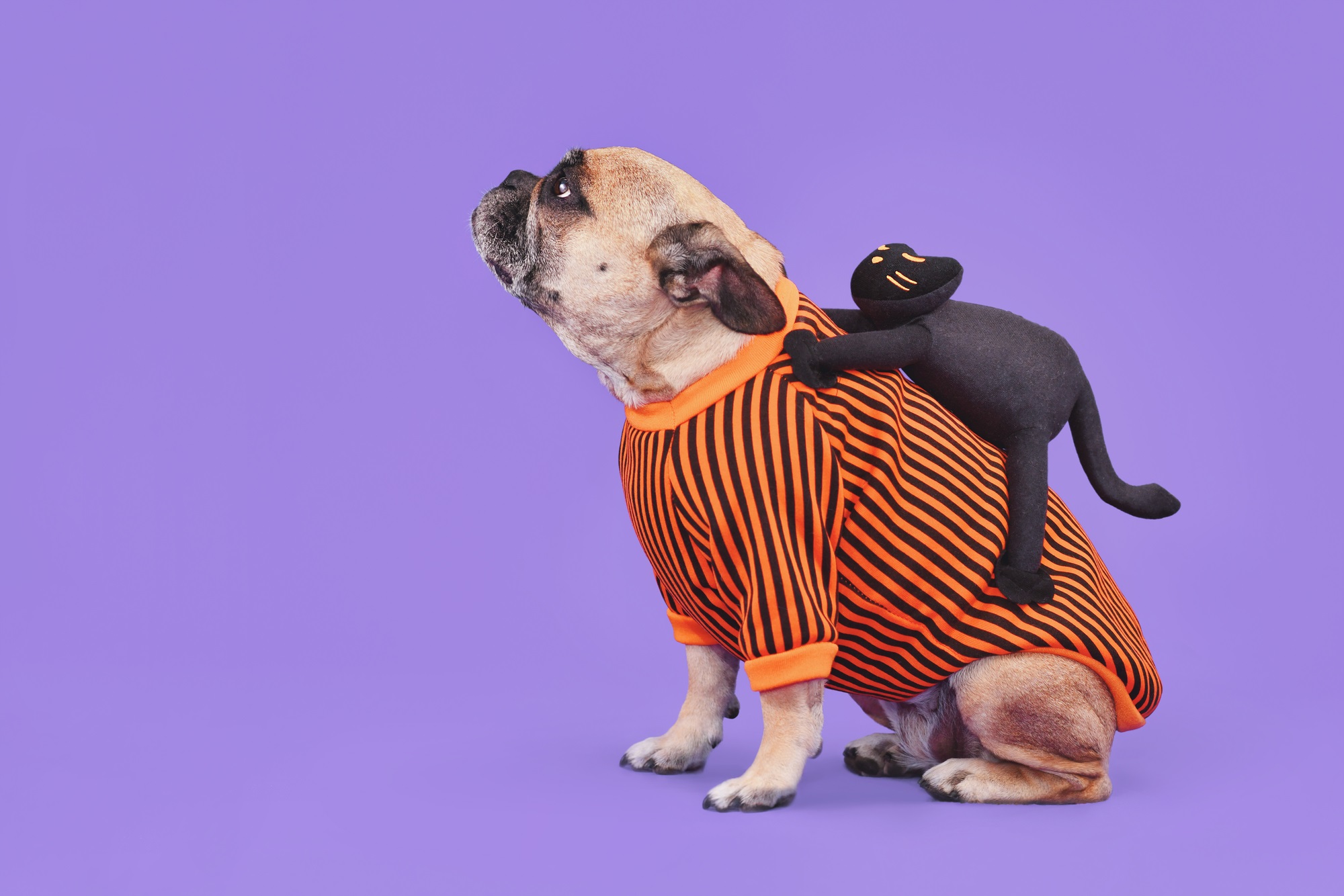 Should pets wear Halloween costumes? Your furry friend can help you decide.