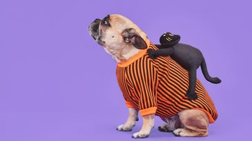 Should pets wear Halloween costumes? Your furry friend can help you decide.