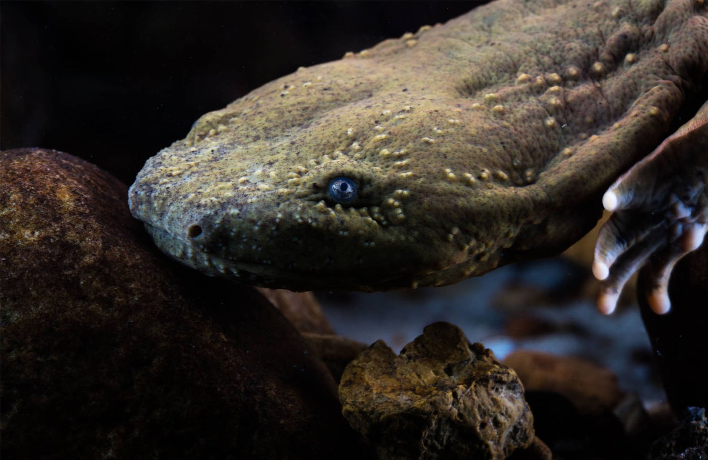 A hellbender peers out with its blue eye from a rock
