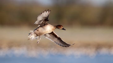 The epic flights of two speedy ducks reveals secrets of global bird migration