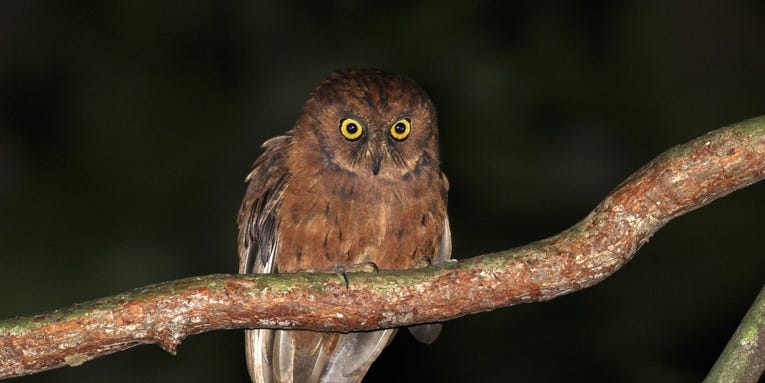 This newly named owl from Príncipe Island calls like an insect