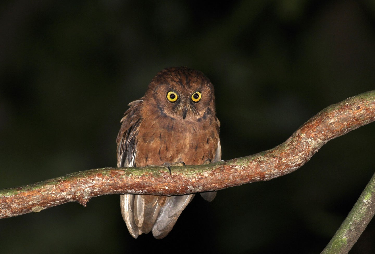 Otus bikegila, a new species of owl.
