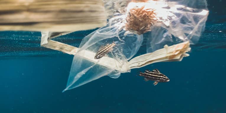 Ocean plastic ‘vacuums’ are sucking up marine life along with trash