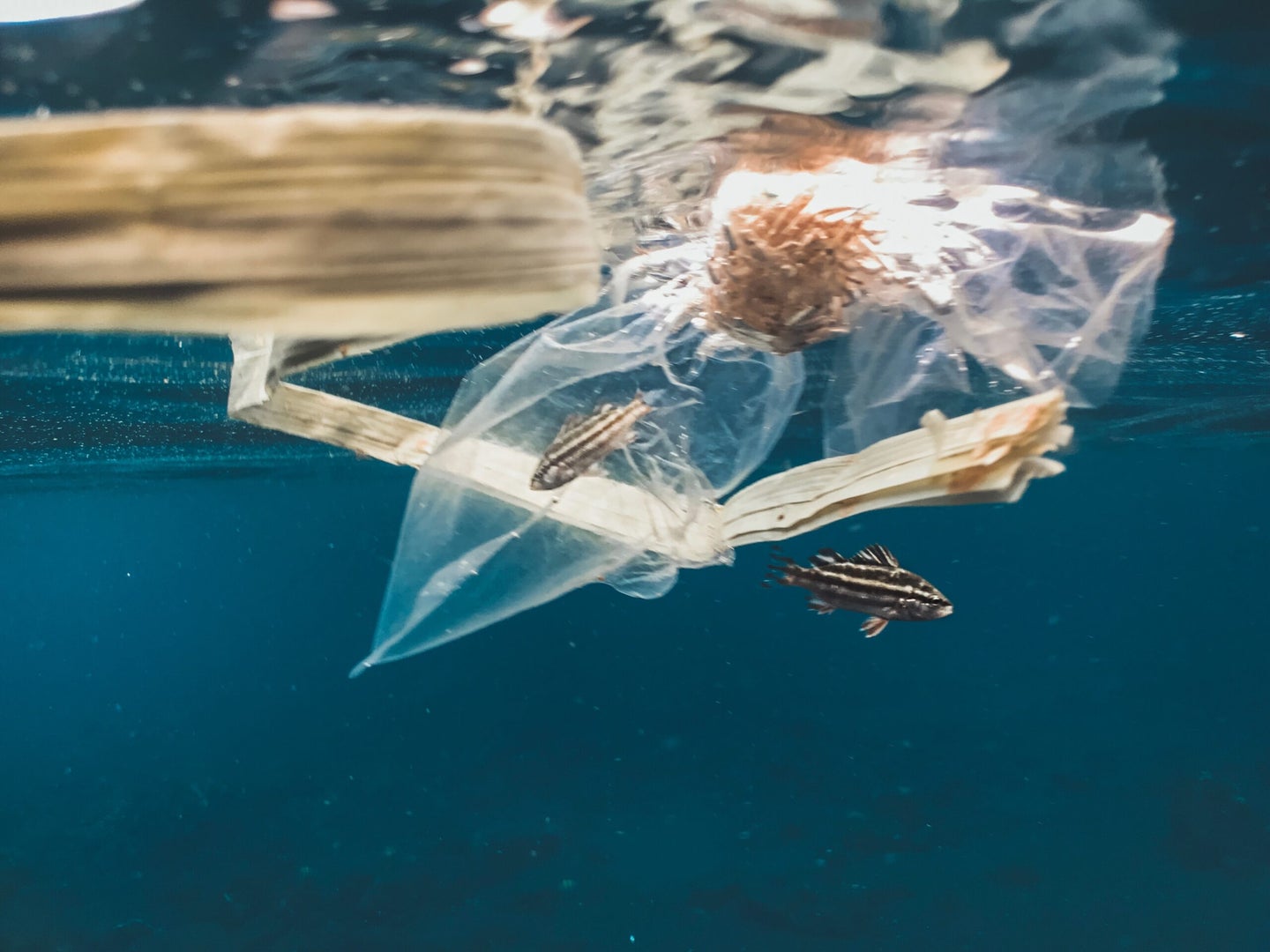 Cleaning up plastic is just one part of the ocean pollution dilemma. 