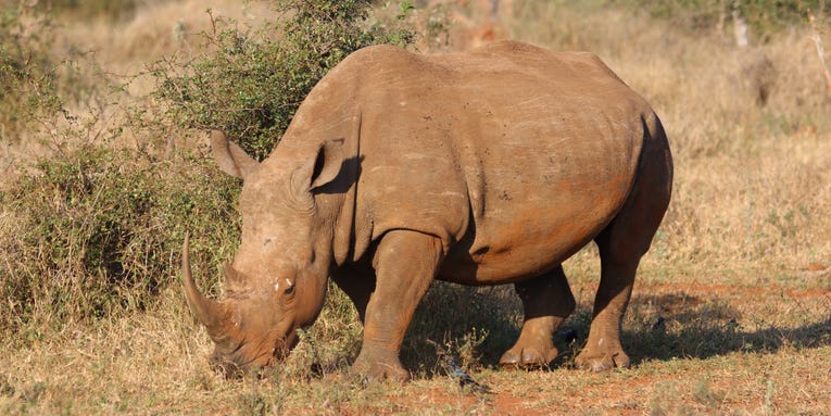 Rhino horns are shrinking, and humans are to blame