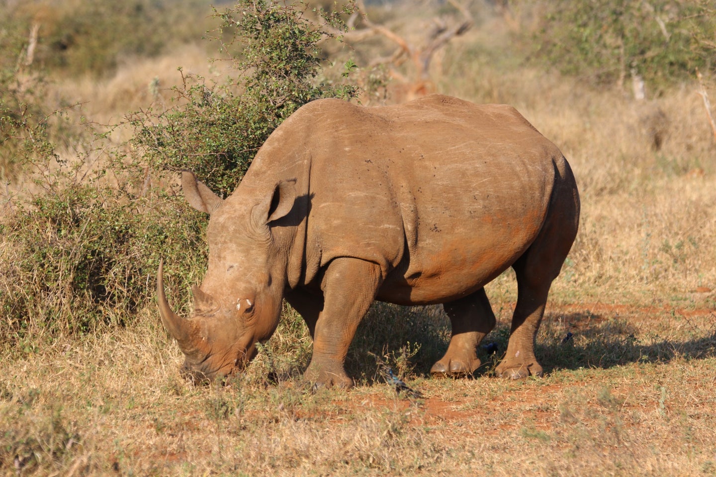 A brown rhino in open grass.