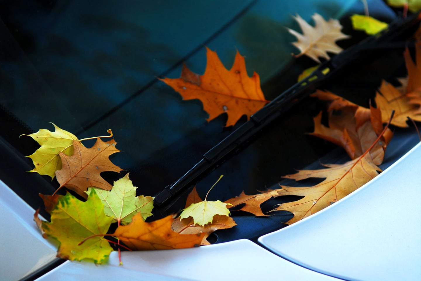 Fallen autumn leaves on the windshield of a car