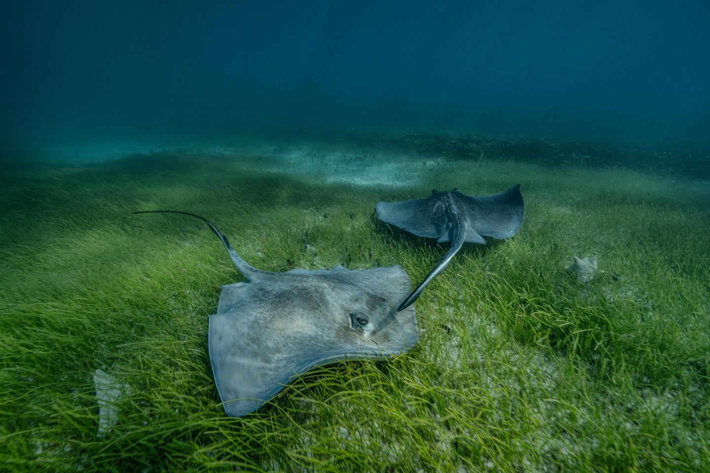 Seagrass meadows are more than just blue carbon sinks, and act as feeding and nursery grounds for an abundance of marine life–such as elasmobranchs like sharks and rays, and economically and culturally significant species like Queen Conch.
