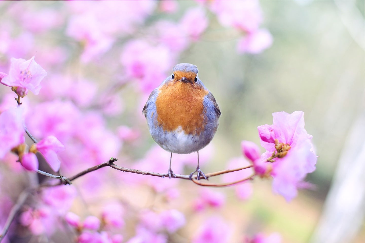 a bird perched on a flowering tree