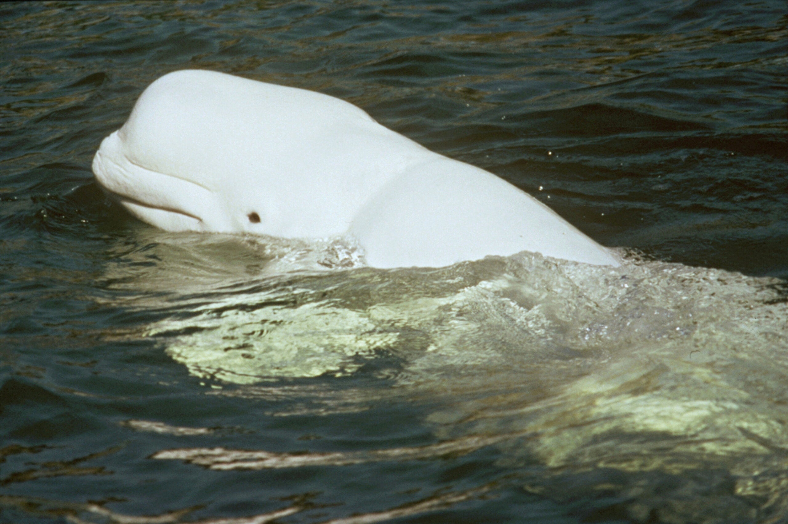 La contaminación acústica interfiere con los planes de viaje de las ballenas beluga