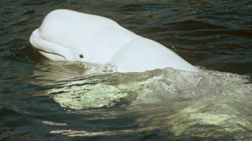 Noise pollution messes with beluga whales' travel plans