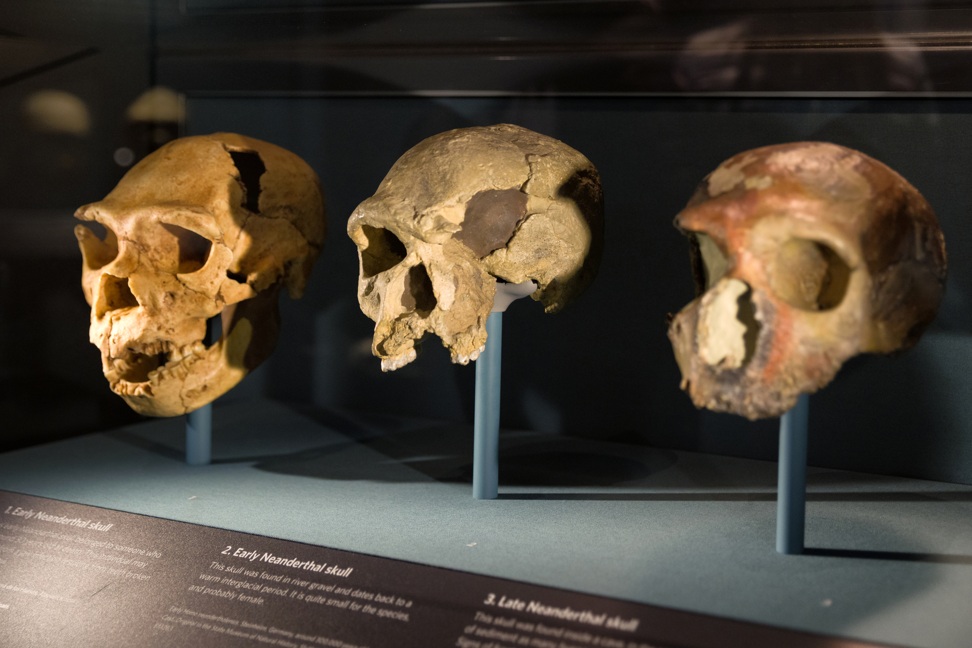 Neanderthal skulls on display at London's Natural History Museum.