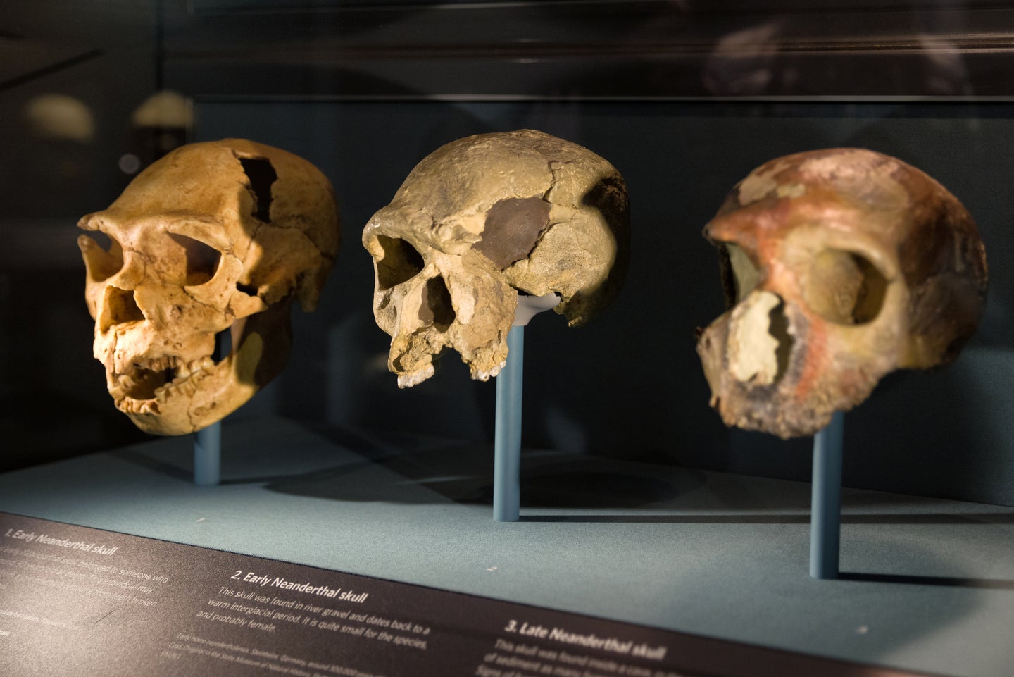 Neanderthal skulls on display at London's Natural History Museum.