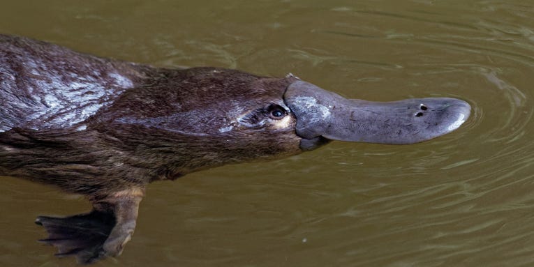Dams are hurting this enigmatic Australian species