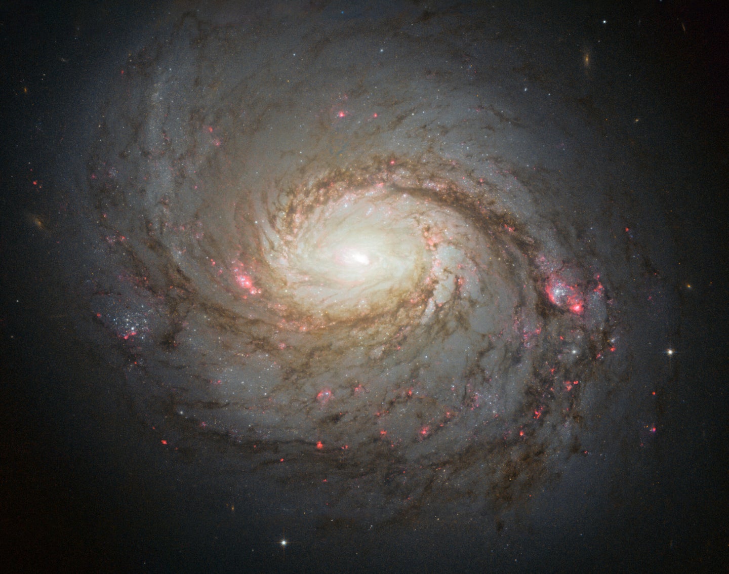 The center of Messier 77's spiral galaxy.